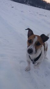 Jack Russell - 2