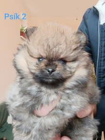 Pomeranian - 2