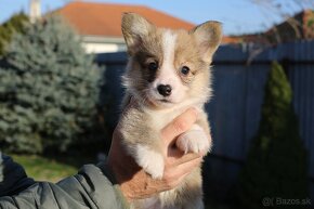 Welsh corgi pembroke s PP - 2