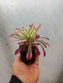 Aeonium garnet variegated - 2