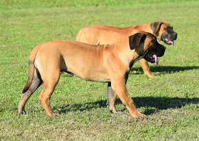 boerboel,  búrský buldok -jihoafrický mastif -feny - 2