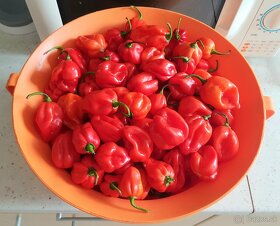 Semienka Chilli od 0,50€/10ks - 2