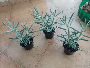 Senecio Mont Everest 1ks/4€+pošta - 2