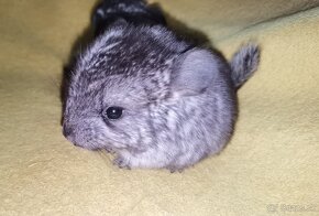 Činčila (Chinchilla Lanigera) - 2