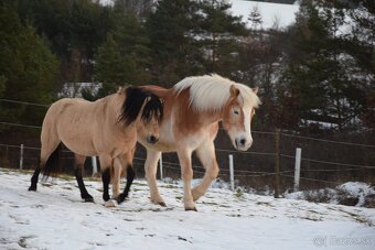 Atraktívny pony žrebec - 2