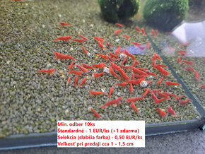 BA - krevetky neocaridina 0,50 - 1 EUR/ks - 2