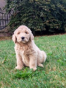 Labradoodle - 2