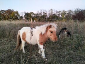 Shetland pony polovičným rodokmeňom - 2