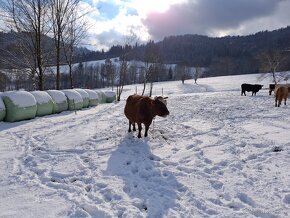 Predám kravu, Dojnica - 2