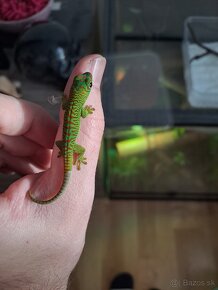 Phelsuma madagascariensis grandis/ Felzuma madagaskarská - 2