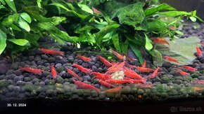 Neocaridina red cherry - 2