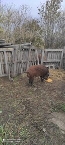 Predám Durok-Mangalica,kanca 7 mesacny,55 kg,cca na chov - 2