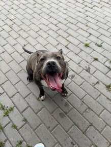 American Bully štandard - 2