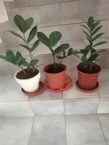 Zamioculcas - 2