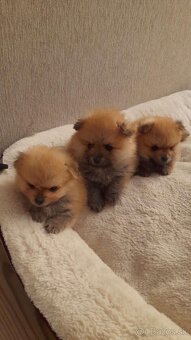 Pomeranian-mini špic - 2