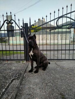 Cane corso na krytie - 2