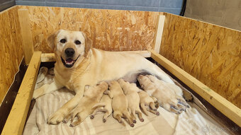 Labrador retriever šteniatka - 2