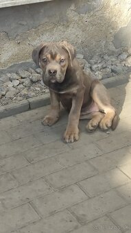 Cane Corso s PP - 2