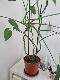 Monstera - 2