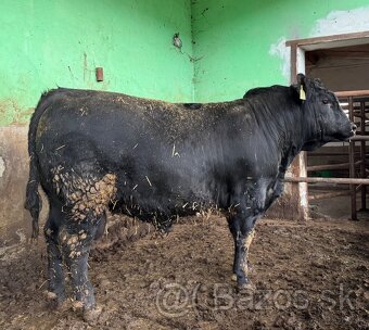 Plemenné býky Aberdeen Angus - 2