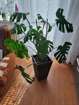 Monstera Deliciosa - 2