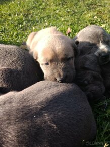 Cane Corso - 2