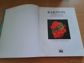 Kaktusy - 2