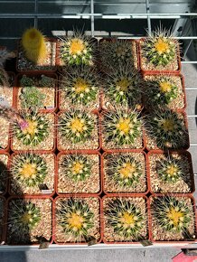 Kaktus Echinocactus grusonii - 2