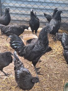 Nasadove vajcia čistokrvnej hydiny Ayam Cemani - 2