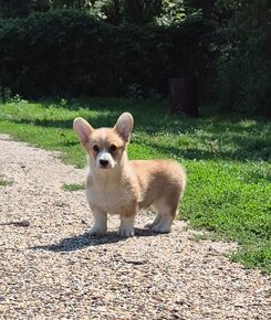 Welsh corgi penbroke - 2