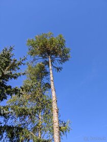 Výrub stromov, Spiľovanie po častiach, Výškové práce - 2