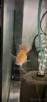 Flowerhorn samec č.2 - 2