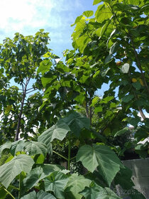 Cisarsky strom Paulownia  a Aloe vera - 2