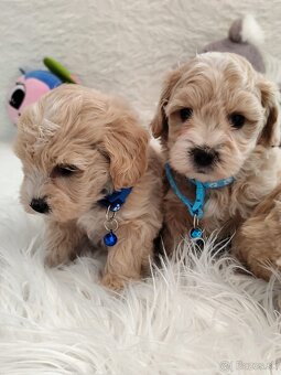 Maltipoo - 2