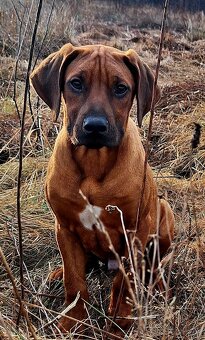 Rhodesian Ridgeback - 2