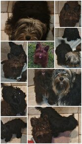 Yorkshire terrier - 2