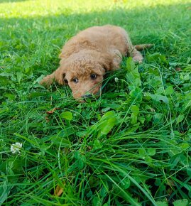 Goldendoodle - 2