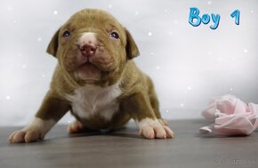 American bully Xl - 2