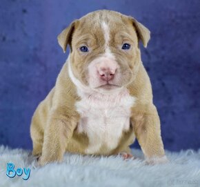 American bully Xl - 2