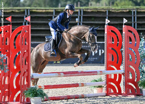 TOP pony klisna do sportu kat. A - 135cm - DOHODA O CENĚ Mož - 2