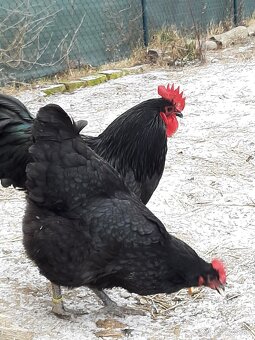 Australorp-násadové vajcia,vajíčka - 2