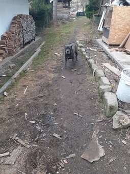 Darujem cane corso - 2