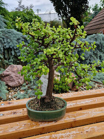 Sukulentný bonsaj - Portulacaria s bonsaj miskou - 2