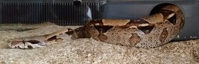 Boa constrictor - 2