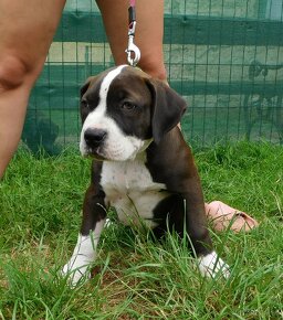 Štěňata American Bully Xl - XXL Bloodline DDK9 - 2