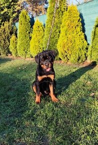 Šteniatko Rottweilera s PP - 2