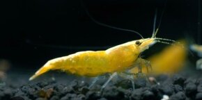 Krevetky Neocaridina yellow fire - 2