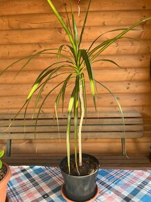 Dracena cca 40 cm+ - 2