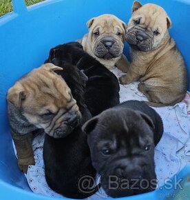 Shar-pei , šarpej,sharpej,sarpej,sarpei šteniatká - 2