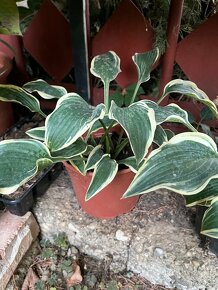 Hosta / funkia Lacy Belle - 2